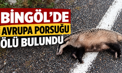 Bingöl’de Avrupa Porsuğu Ölü Bulundu