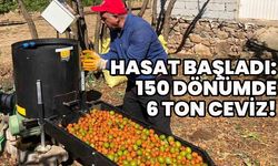 Bingöl'de Ceviz Hasadı Heyecanı!