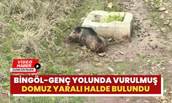 Bingöl-Genç Yolunda Vurulmuş Domuz Yaralı Halde Bulundu