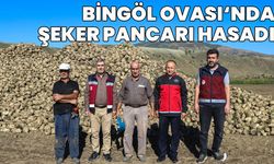 Bingöl Ovası'nda Şeker Pancarı Hasadı Başladı!