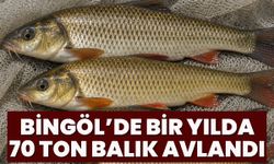 Bingöl’de Bir Yılda 70 Ton Balık Avlandı
