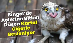 Bingöl’de Açlıktan Bitkin Düşen Kartal Ciğerle Besleniyor