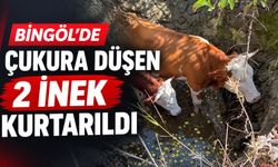 Bingöl’de Çukura Düşen 2 İnek Kurtarıldı