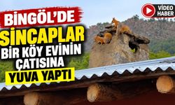 Bingöl’de Sincaplar Bir Köy Evinin Çatısına Yuva Yaptı