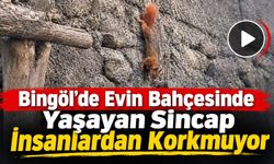 Bingöl’de İnsanlardan Korkmayan Sincap Bahçeye Yerleşti