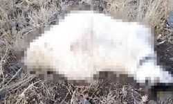 Yaylaya Yıldırım Düştü: Çok Sayıda Koyun Telef Oldu!
