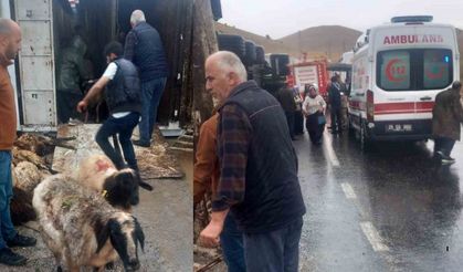 Korkutan TIR Kazası: Çocuk ve Kadın Yaralandı, Koyunlar Telef Oldu