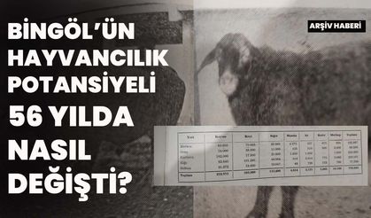 Bingöl’ün Hayvancılık Potansiyeli 56 Yılda Nasıl Değişti?