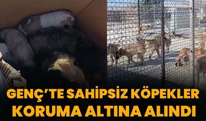 Genç’te Sahipsiz Köpekler Koruma Altına Alındı