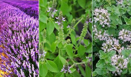 Bingöl’de Arıların En Çok Ziyaret Ettiği Bitkiler