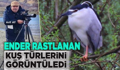 Bingöl’de Ender Rastlanan 15 Kuş Türünü Görüntüledi!