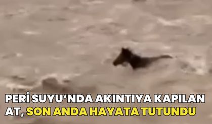 Bingöl'de Peri Suyu'nda Akıntıya Kapılan Atın Hayatta Kalma Mücadelesi