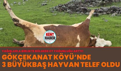 Bingöl’de 3 Büyükbaş Hayvan Telef Oldu!