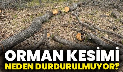 Orman Kesimi Neden Durdurulmuyor?