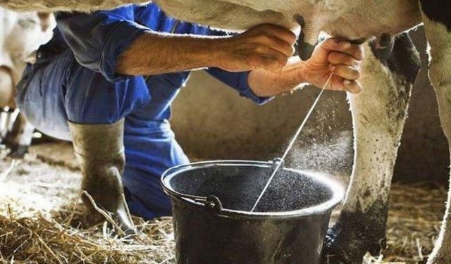 Süt İşletmeleri Milyon Tonluk Süt Topladı