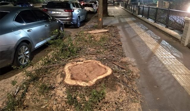 Bingöl'de Kaldırımlardaki Ağaçlar Beşer Onar Kesiliyor