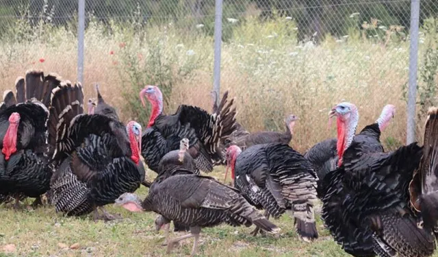 Hindi Eti Üretiminde Dikkat Çeken Artış