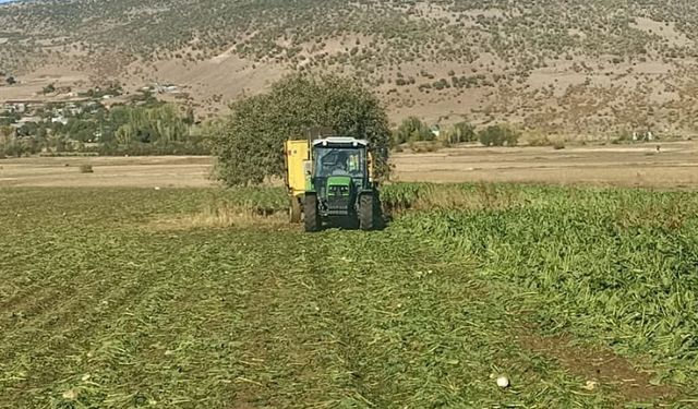 Bingöl'de Hasat Sezonu Devam Ediyor