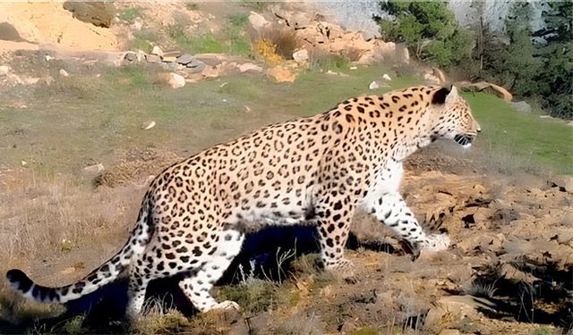 Nesli Tehlike Altında Olan Anadolu Parsı Görüntülendi