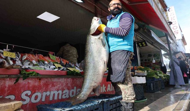 Dev Turna Balığı Tezgâhta: Tam 63 Kilo...