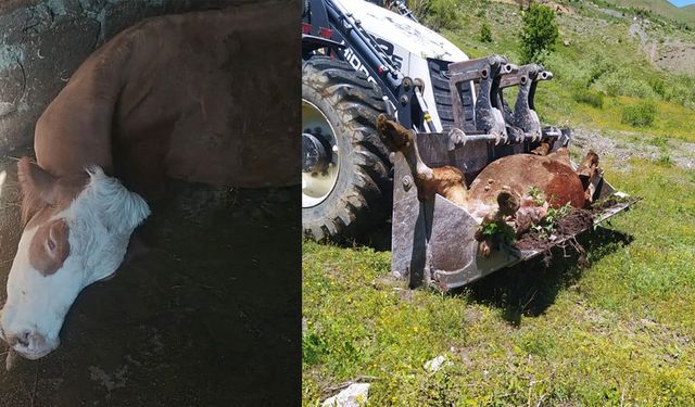 Geçimini Sağladığı İnek Telef Oldu, Gözyaşları İçinde Yardım Çağrısı Yaptı