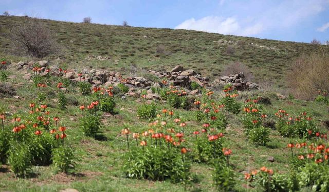 Bingöl'de Ters Laleyi Koparmanın Cezası Araba Parası Kadar