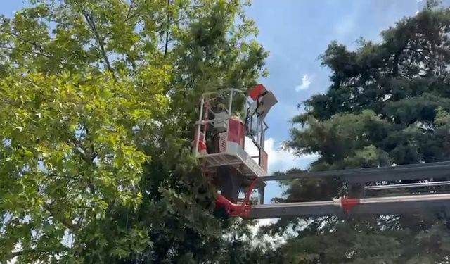 Ağaçta Mahsur Kalan Kedileri İtfaiye Kurtardı