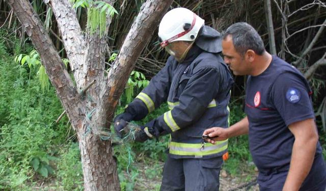 Antalya'da Ağa Dolanan Yılan, Kurtarıldı