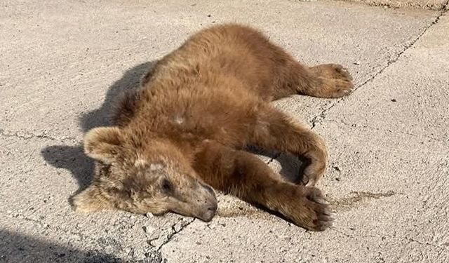 Bingöl'e 15 Kilometre Uzaklıkta Ölü Halde Bulundu