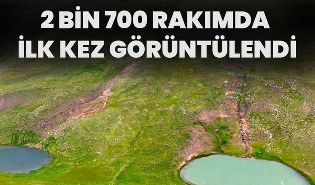 2 Bin 700 Rakımda İlk Kez Görüntülendi