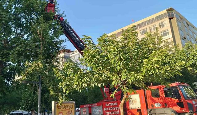 Batman'da Yavru Kargalar İçin İtfaiye Seferber Oldu