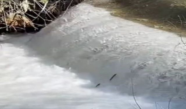 Elazığ'da Balıkların Göçü Başladı!