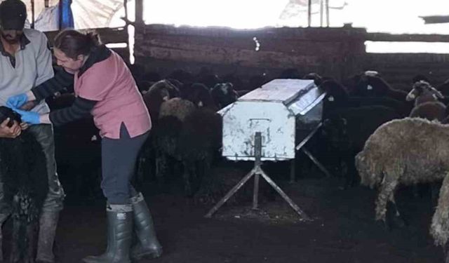 Karakoçan'da Küçükbaş Hayvanları Küpeleme Çalışmaları Sürüyor