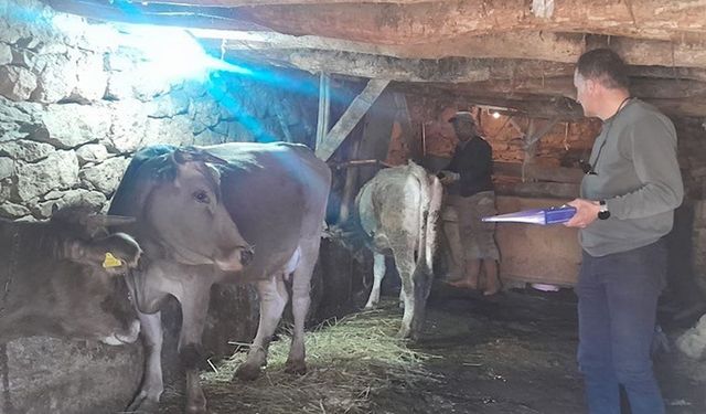 Hakkari'da Hayvanları Aşılama Çalışmaları Sürüyor