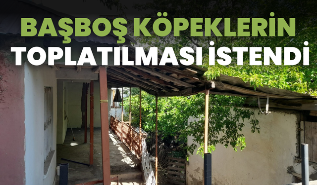 Başboş Köpeklerin Toplatılması İstendi