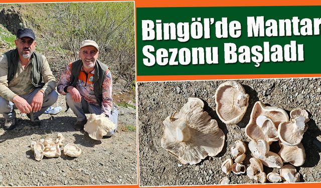 Bingöl’de Mantar Sezonu Başladı