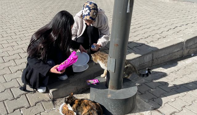 Üniversite Öğrencilerinden Sokak Hayvanları İçin Anlamlı Proje