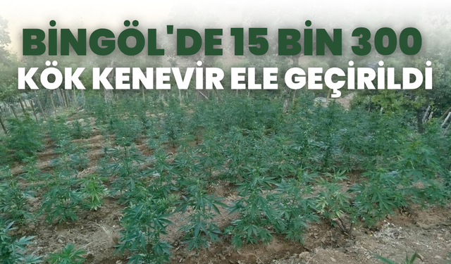 Bingöl'de 15 Bin 300 Kök Kenevir Ele Geçirildi