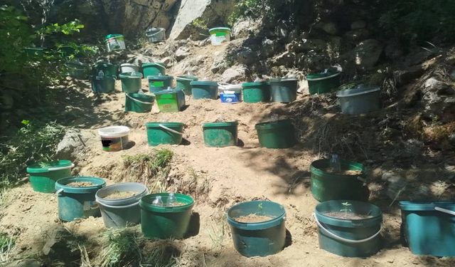 Bingöl'de 61 Kök Kenevir Ele Geçirildi