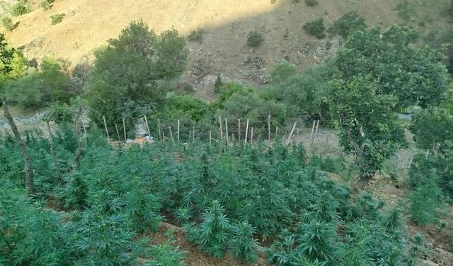 Bingöl'de 15 Bin 300 Kök Kenevir Ele Geçirildi