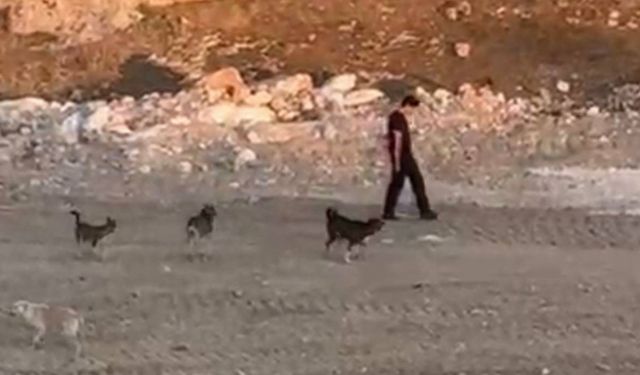 Köpeklerin Saldırısına Aldırmadan Yürüdü!