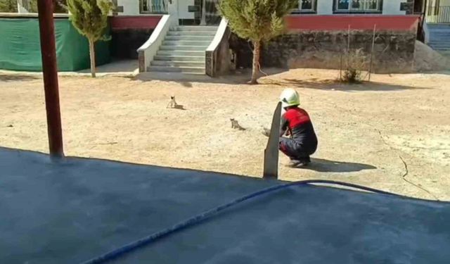 Betonda Mahsur Kalan İki Kedi Kurtarıldı