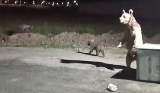 Ayı Balkona Koşunca Vatandaş Can Havliyle İçeri Kaçtı