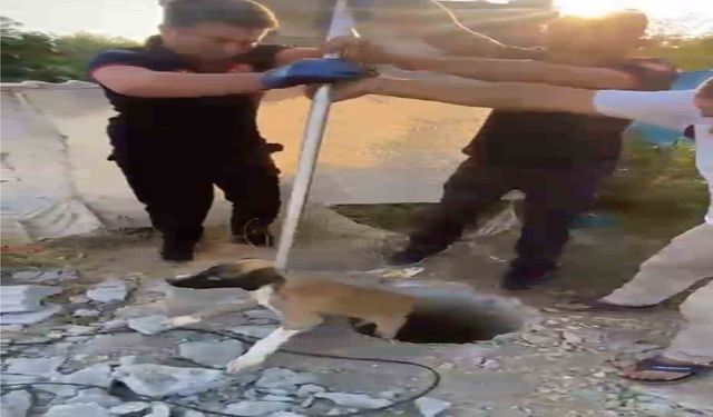 Kuyuya Düşen Yavru Köpeğin İmdadına Yetiştiler