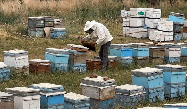Cilo Dağı Eteklerinde Bal Hasadı Başladı