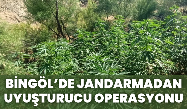 Jandarmadan Bingöl’de Narkotik Operasyonu