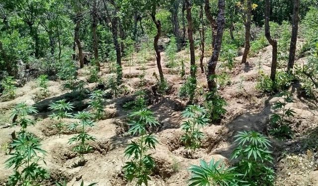 Bingöl'de 3 Tarlada 5 Bin 947 Kök Kenevir Ele Geçirildi