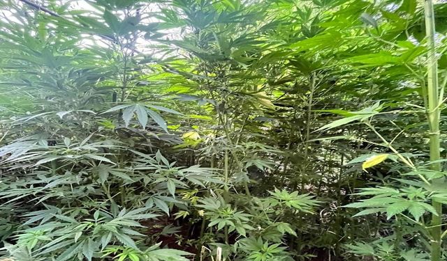 Bingöl'de 2 Bin 887 Kök Kenevir Ele Geçirildi
