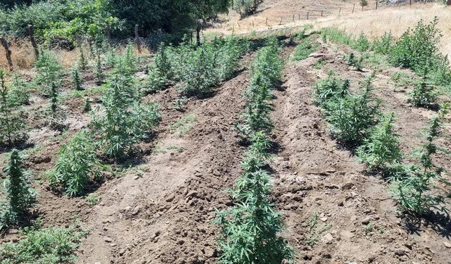 Bingöl'de 7 Tarlada 4 Bin 314 Kök Kenevir Ele Geçirildi