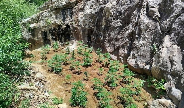 Bingöl'de 843 Kök Kenevir Ele Geçirildi